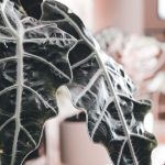 Фітофтороз алоказії Поллі: як розпізнати гниль і врятувати рослину