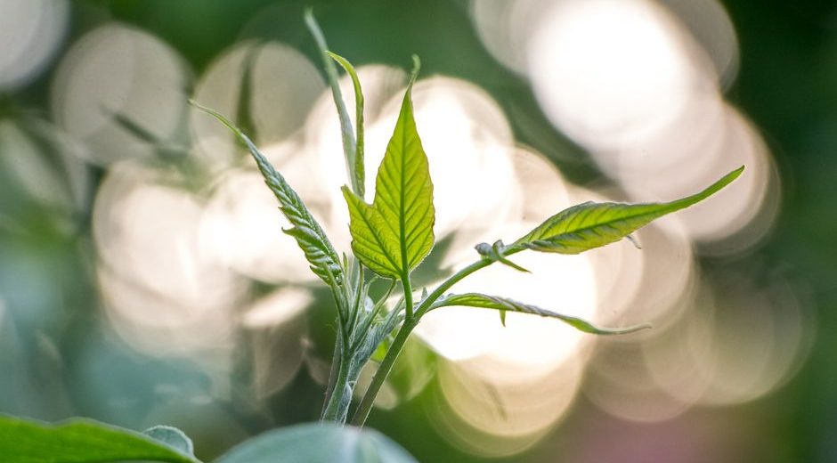 Гетеропанакс