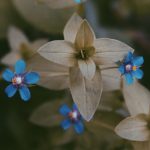 Сіра гниль у ампельної пеларгонії: як розпізнати й врятувати рослину