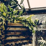 Чому хатіора не цвіте