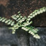 Чому у пелеї опадає листя