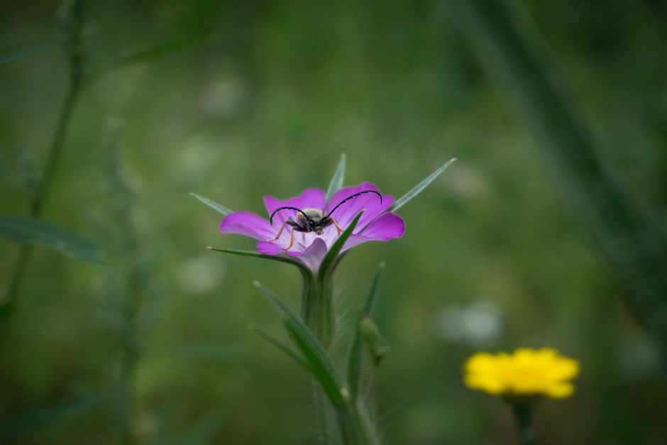 Куколиця
