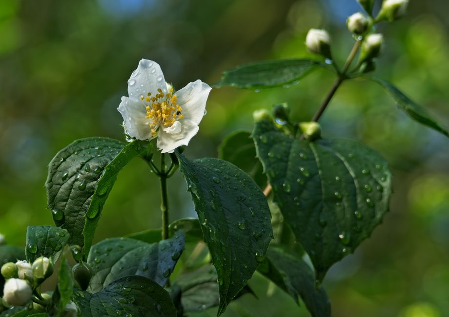 Жасмин садовий