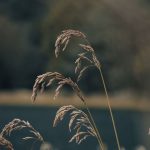 Догляд за тюльпанами взимку