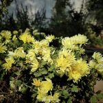 Чому хризантема мультифлора погано цвіте