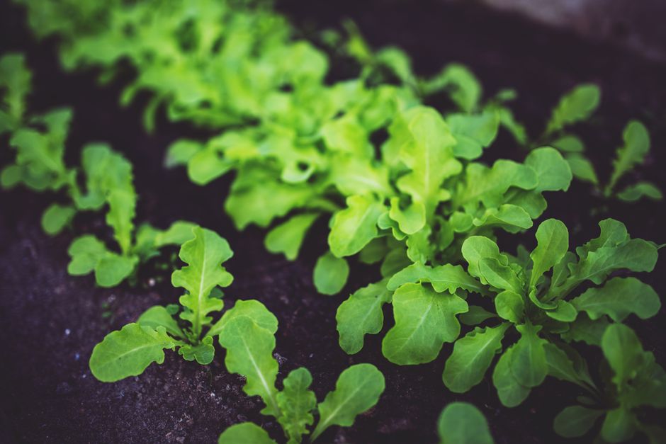 Молюцелла