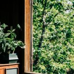 Чому пахіра не цвіте