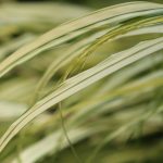 Чому у хаконехлої опадає листя