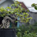 Чому фікус мікрокарпа в’яне після пересадки