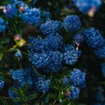 Догляд за флоксом шилоподібним взимку