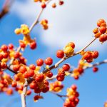 Чому у Сакури жовтіє листя