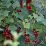 Чому у яблуні декоративної Роялті жовтіє листя