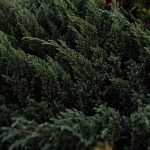 Догляд за ялівцем Блю Чіп влітку
