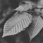 Як позбутися хвойної тлі на ялині колючій Едіт