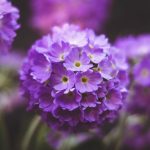 Чому примула кімнатна погано цвіте