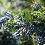 Догляд за Ялицею сибірською восени