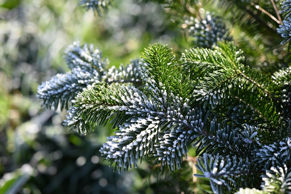 Ялиця Нордмана